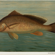 Illustration for article titled Fishes of North America That are Captured on Hook and Line